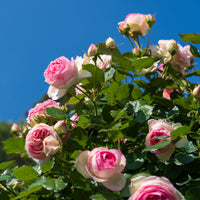 Klimrozen - Klimroos 'Pierre de Ronsard' - Rosa grimpant Pierre de Ronsard® Meiviolin