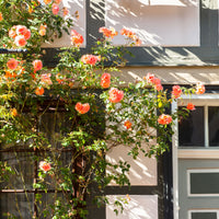 Verkoop Klimroos 'Metanoia' - Rosa metanoia