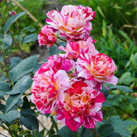 Rosa Ferdinand Pichard - Historische roos 'Ferdinand Pichard' (Bourbon) - Rozen - Naakte wortels