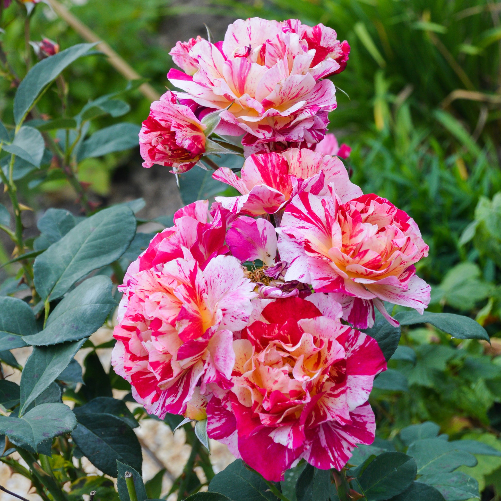Rosa Ferdinand Pichard - Historische roos 'Ferdinand Pichard' (Bourbon) - Rozen - Naakte wortels