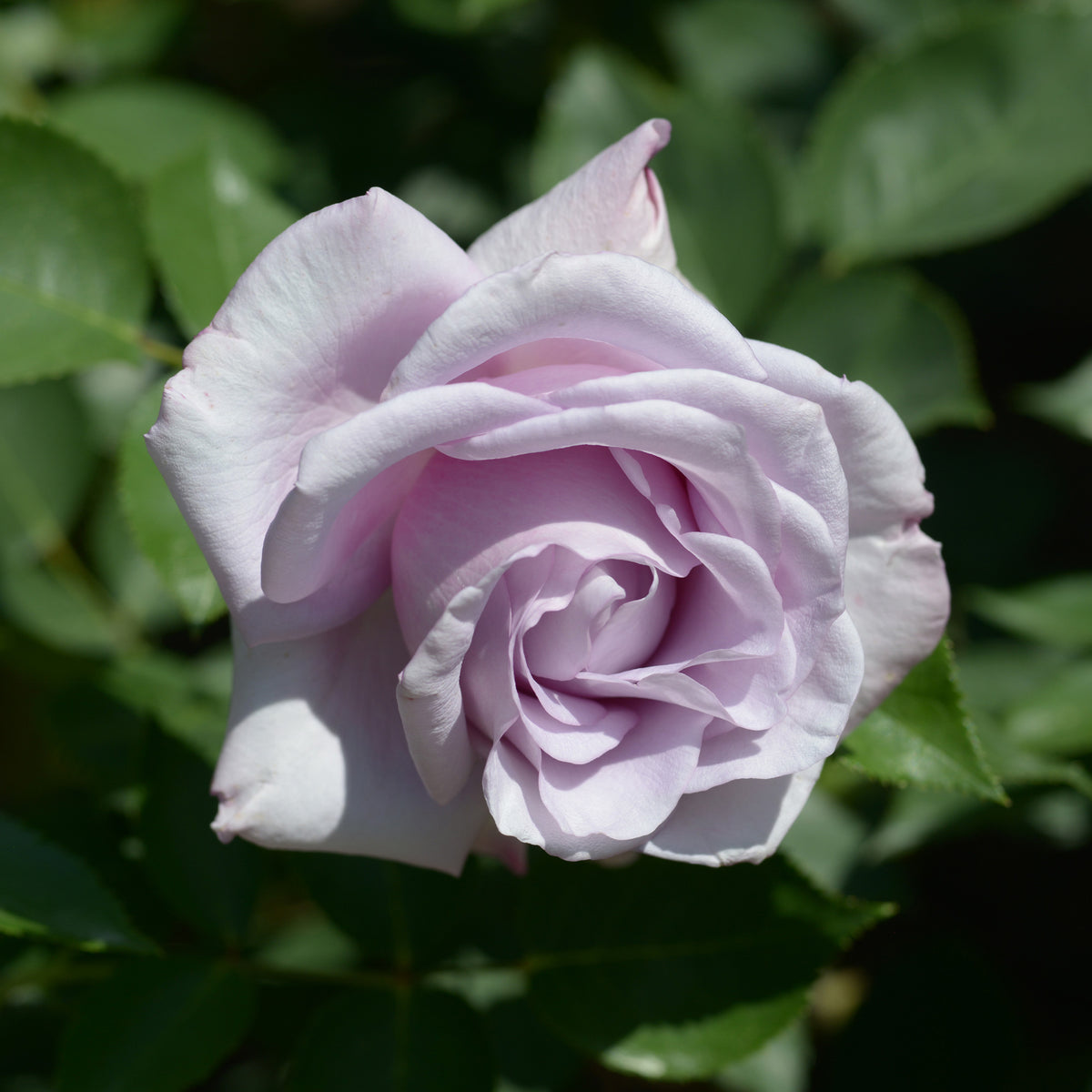 Roos 'Blue Moon' - Rosa lune bleue (blue moon) - Bakker