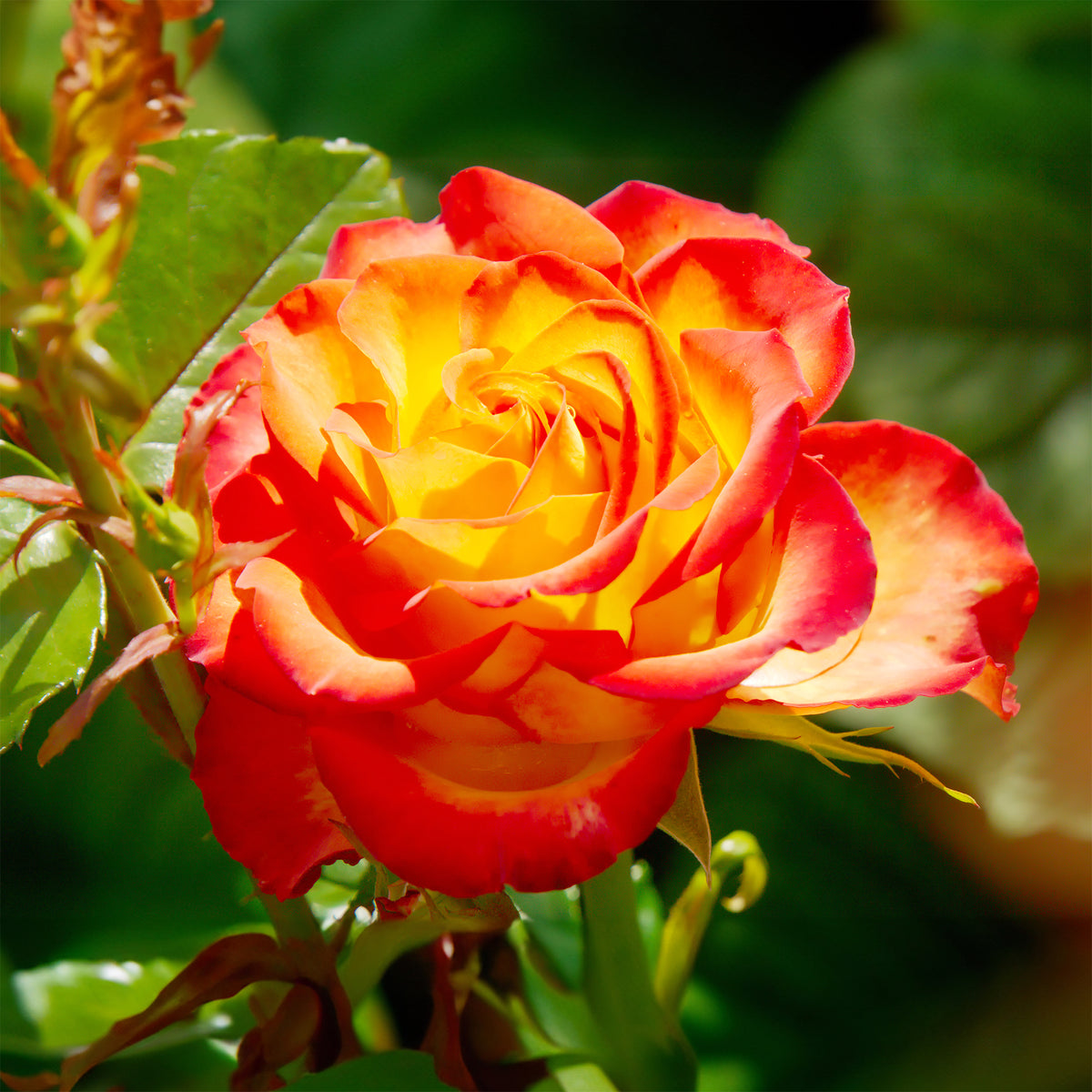 Struikroos - tweekleurig - Rosa - Bakker
