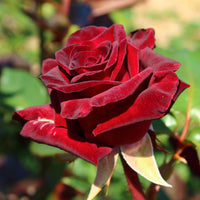 Roos 'Black Baccara'® - Bakker