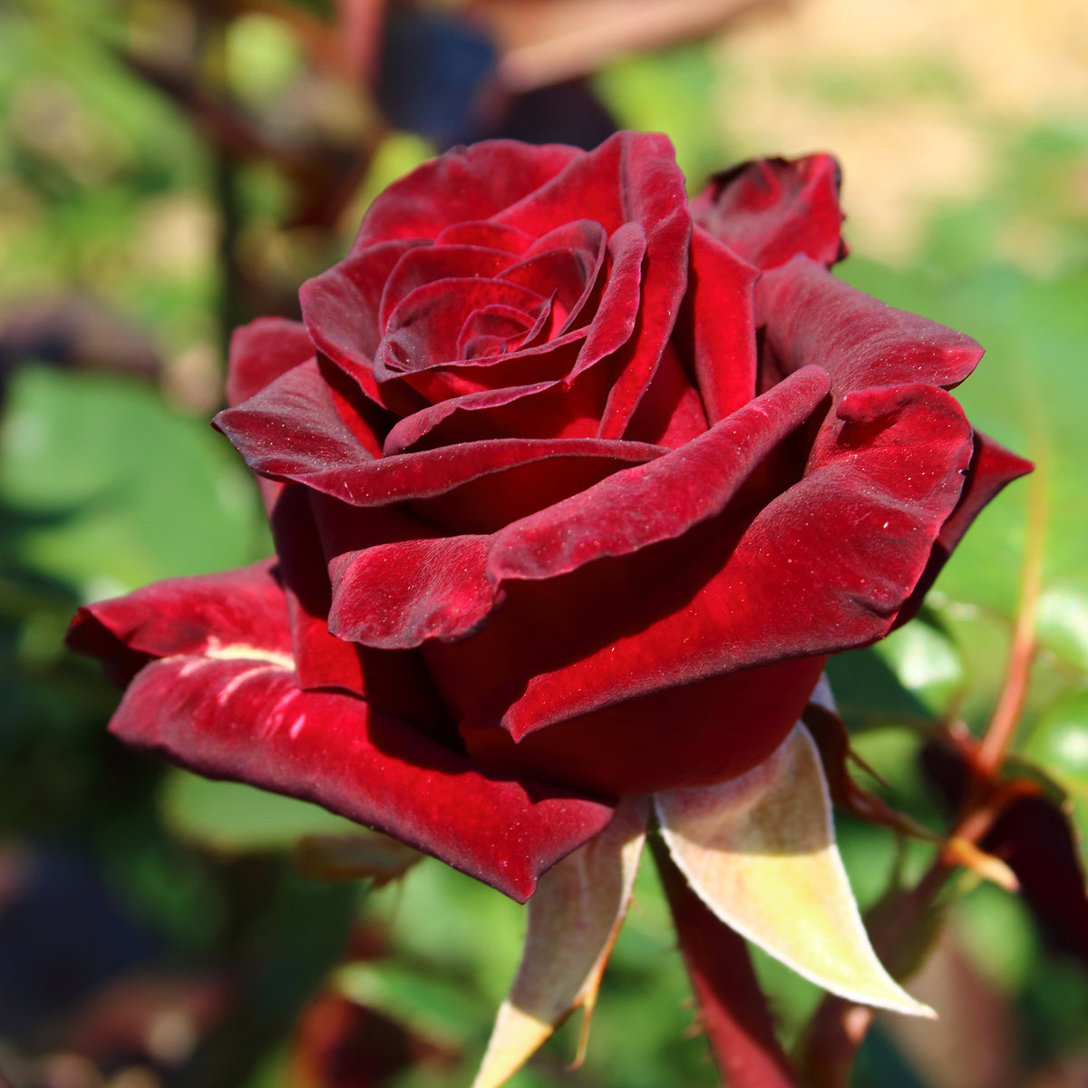 Roos 'Black Baccara'® - Bakker