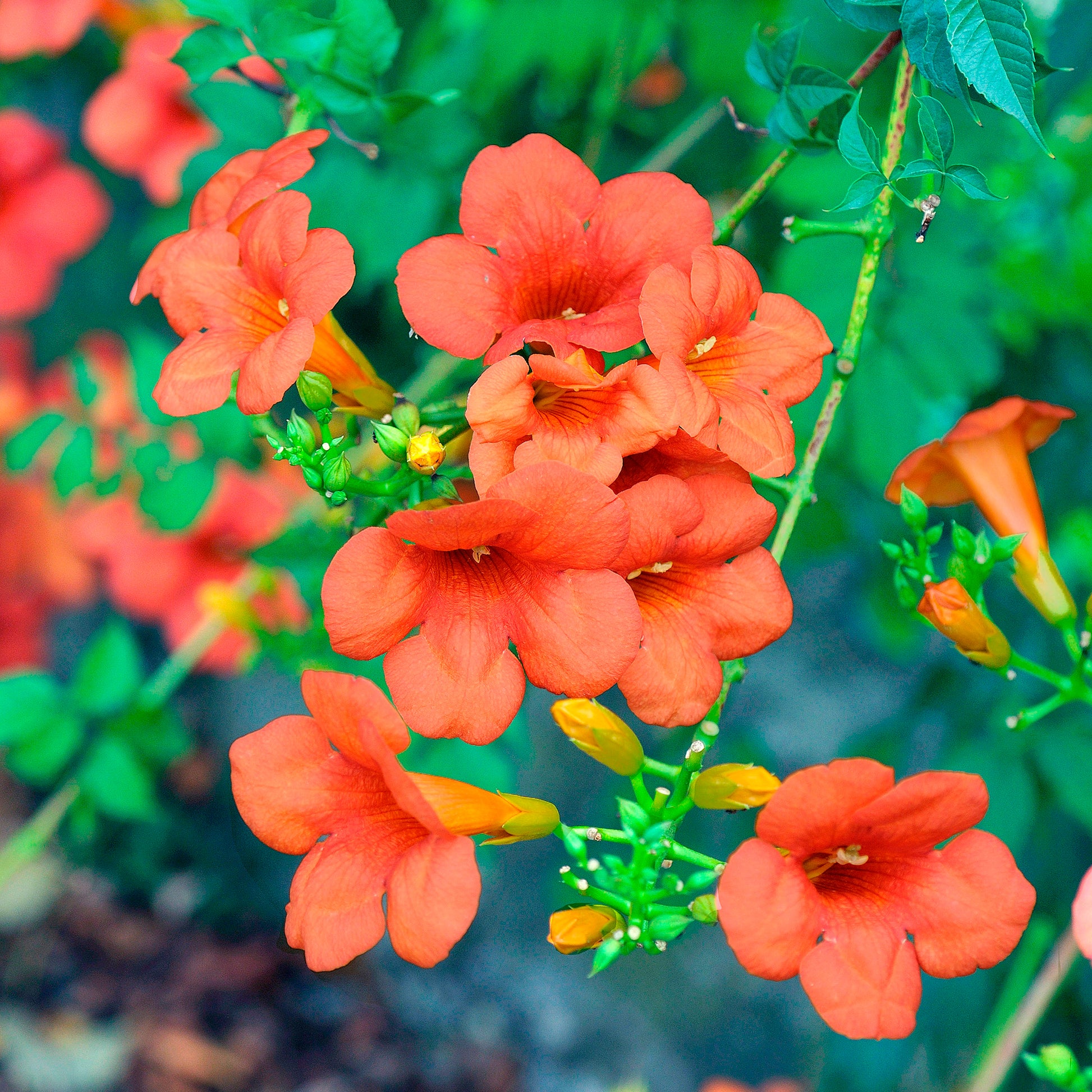 Vliegende Honingbij Die Stuifmeel Van De Oranje Bloem Van Campsis Verzamelen Radicans Image96024462 Vliegende Honingbij Die Stuifmeel Van De Oranje Bloem Van Campsis Verzamelen Radicans Image96024462