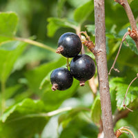 Zwarte bes 'Andega' - Bakker