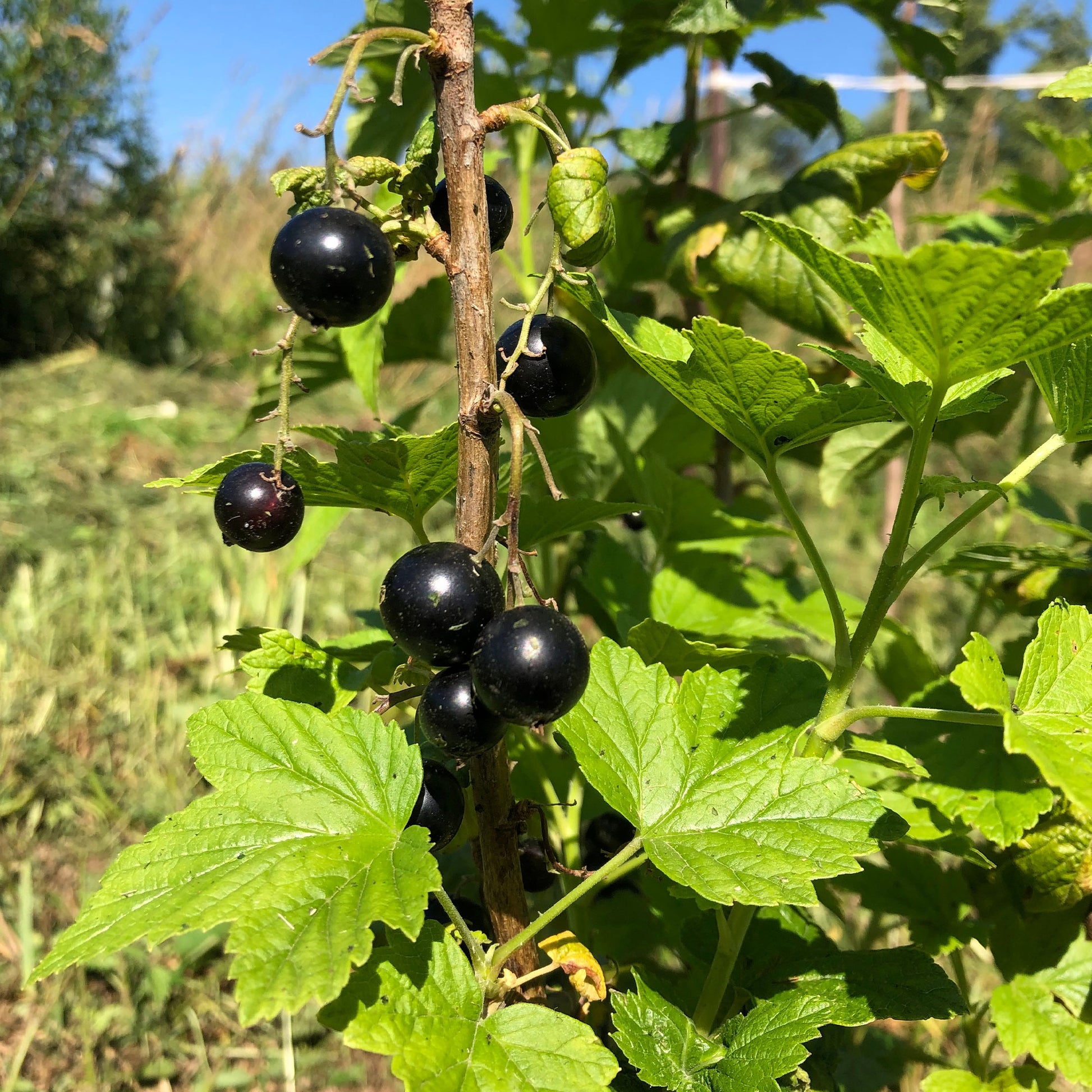 Zwarte bes - Zwarte bes 'Andega' - Ribes nigrum 'andega'