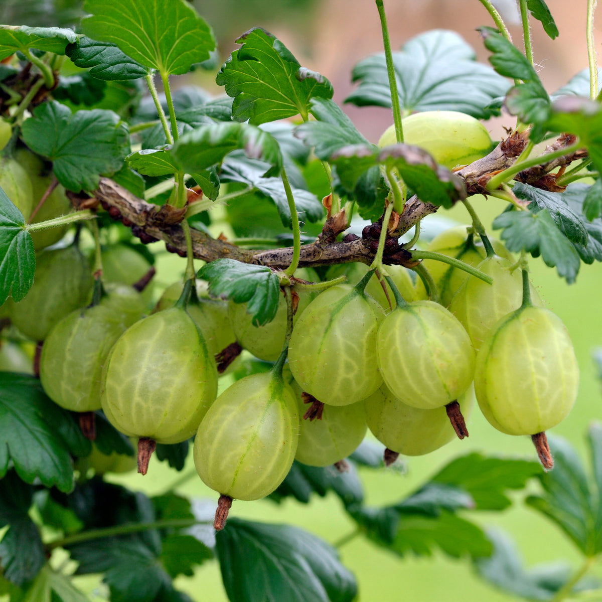 Kruisbes 'Engelse wit' (x2) - Bakker