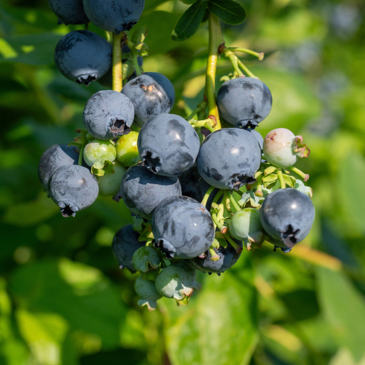 Verkoop Blauwe bes 'Giant Patriot'