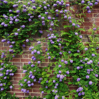 Blauwe regen 'Longwood Purple ' - Wisteria frutescens Longwood Purple - Bakker