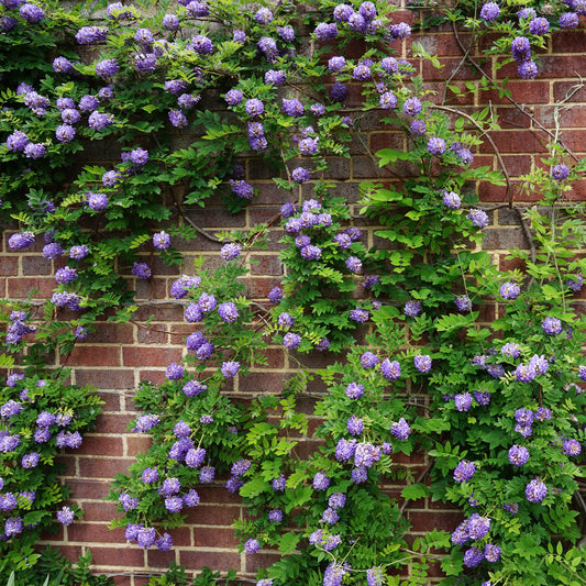 Blauwe regen 'Amethyst Falls' - Wisteria frutescens Amethyst Falls - Bakker