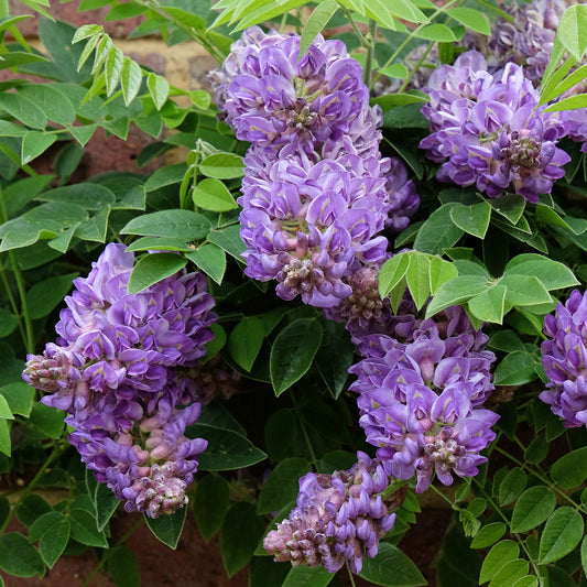 Blauwe regen 'Amethyst Falls'