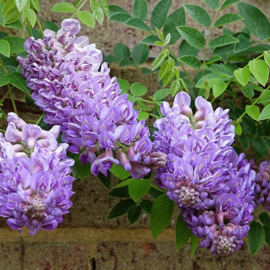Blauwe regen 'Amethyst Falls' - Bakker