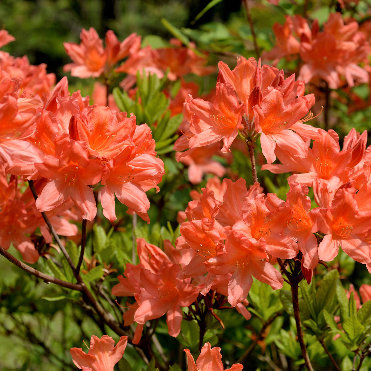 Azalea - roodoranje - Rhododendron (azalea x Knapp Hill) Fireball - Bakker