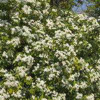 Choisya ternata - Mexicaanse sinaasappelboom - Balkonstruiken