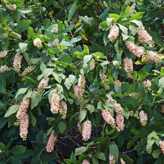 Schijnels (x2) - Bakker