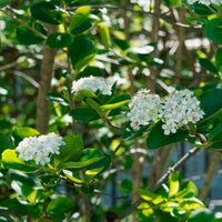 Appelbes 'Viking' - Bakker