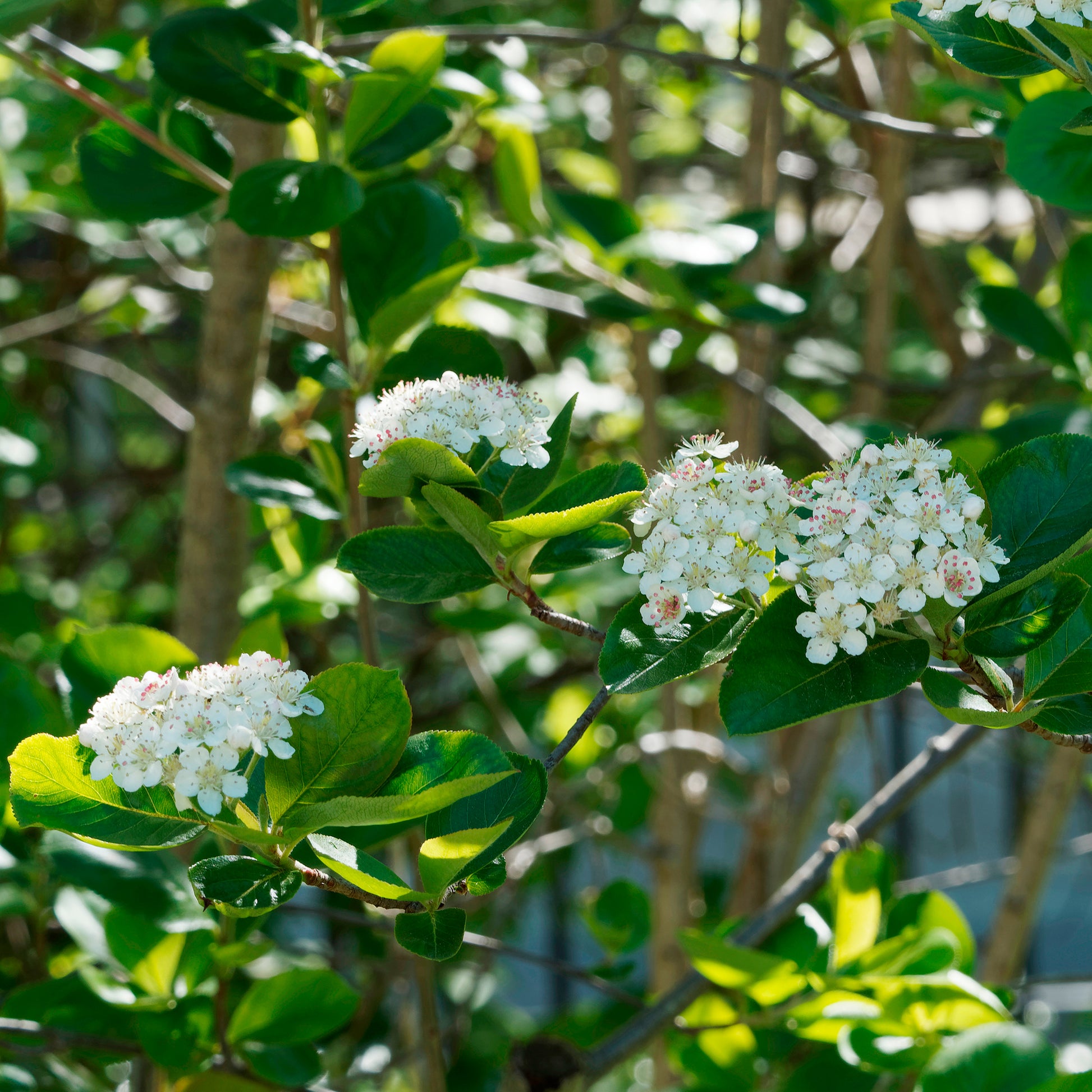 Appelbes 'Viking' - Bakker