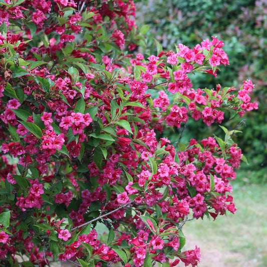 Weigelia 'Bristol Robijn' - Bakker