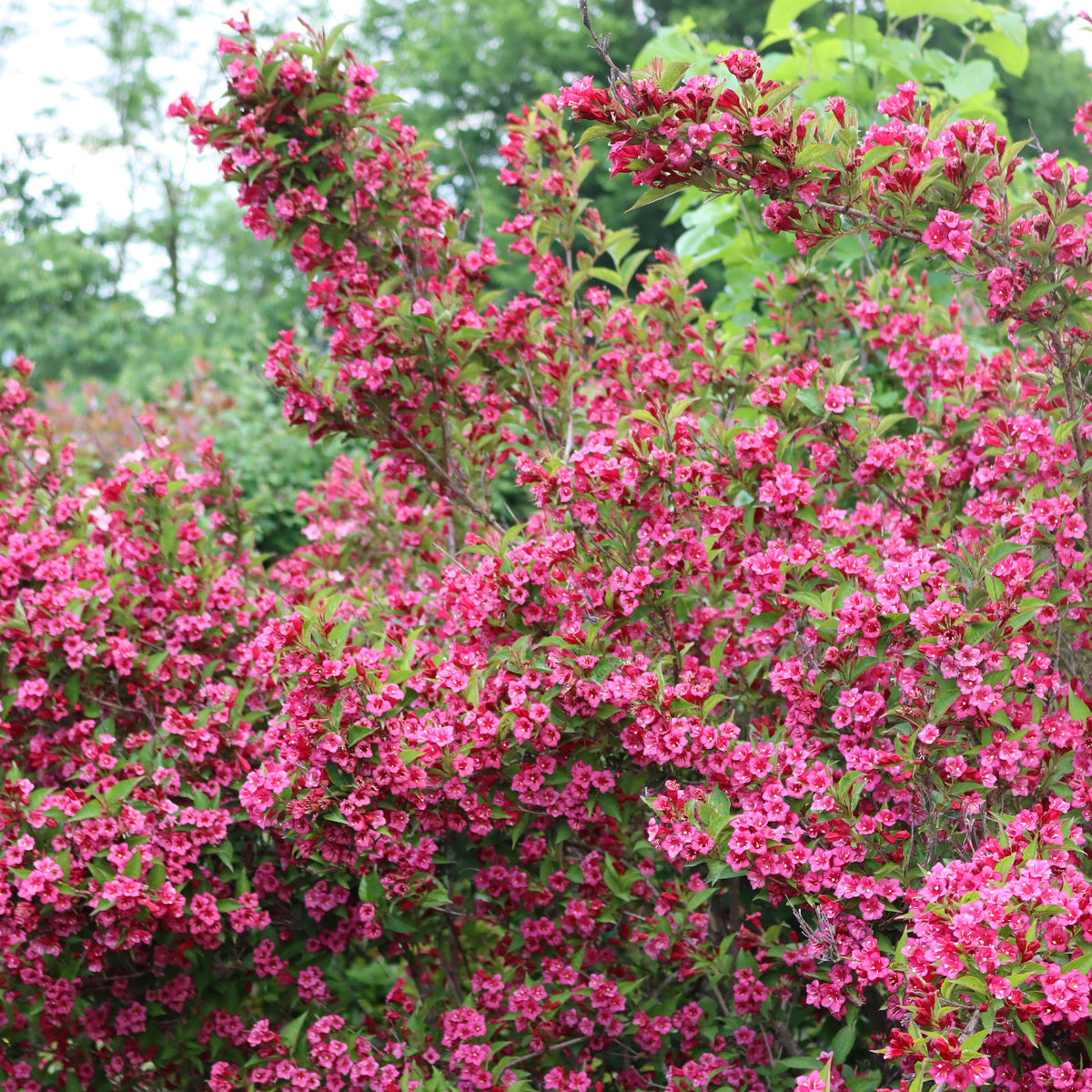 Verkoop Weigelia 'Bristol Robijn'