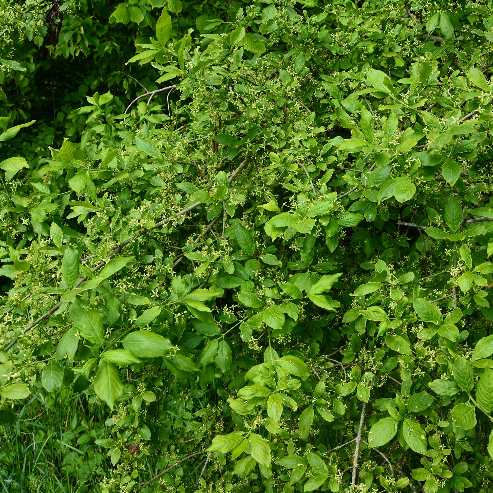 Wilde kardinaalsmuts - Euonymus europaeus - Bakker