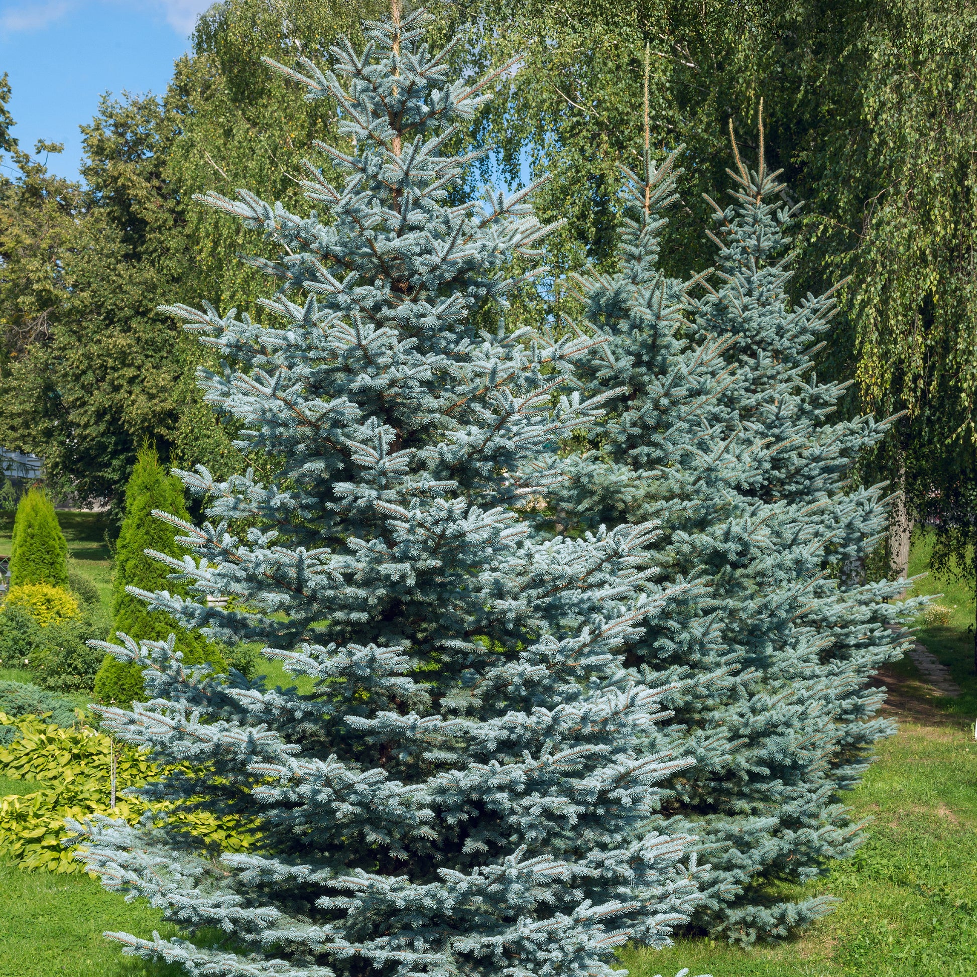 Blauwe spar 'Willemse selectie' - Picea pungens maculata - Bakker