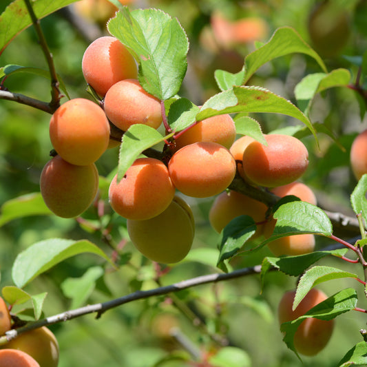 Abrikozenboom Perzik van Nancy