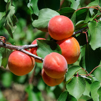 Abrikozenboom Perzik van Nancy - Bakker