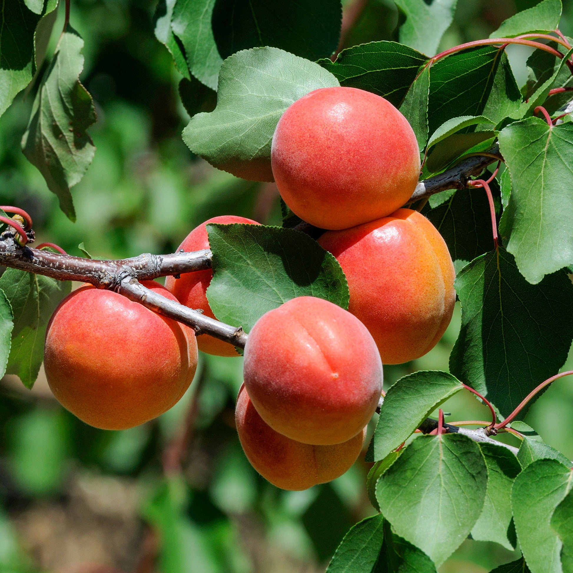 Abrikozenboom Perzik van Nancy - Bakker