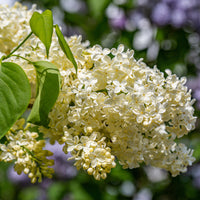 Syringa vulgaris Primrose - Gele Sering - Sering