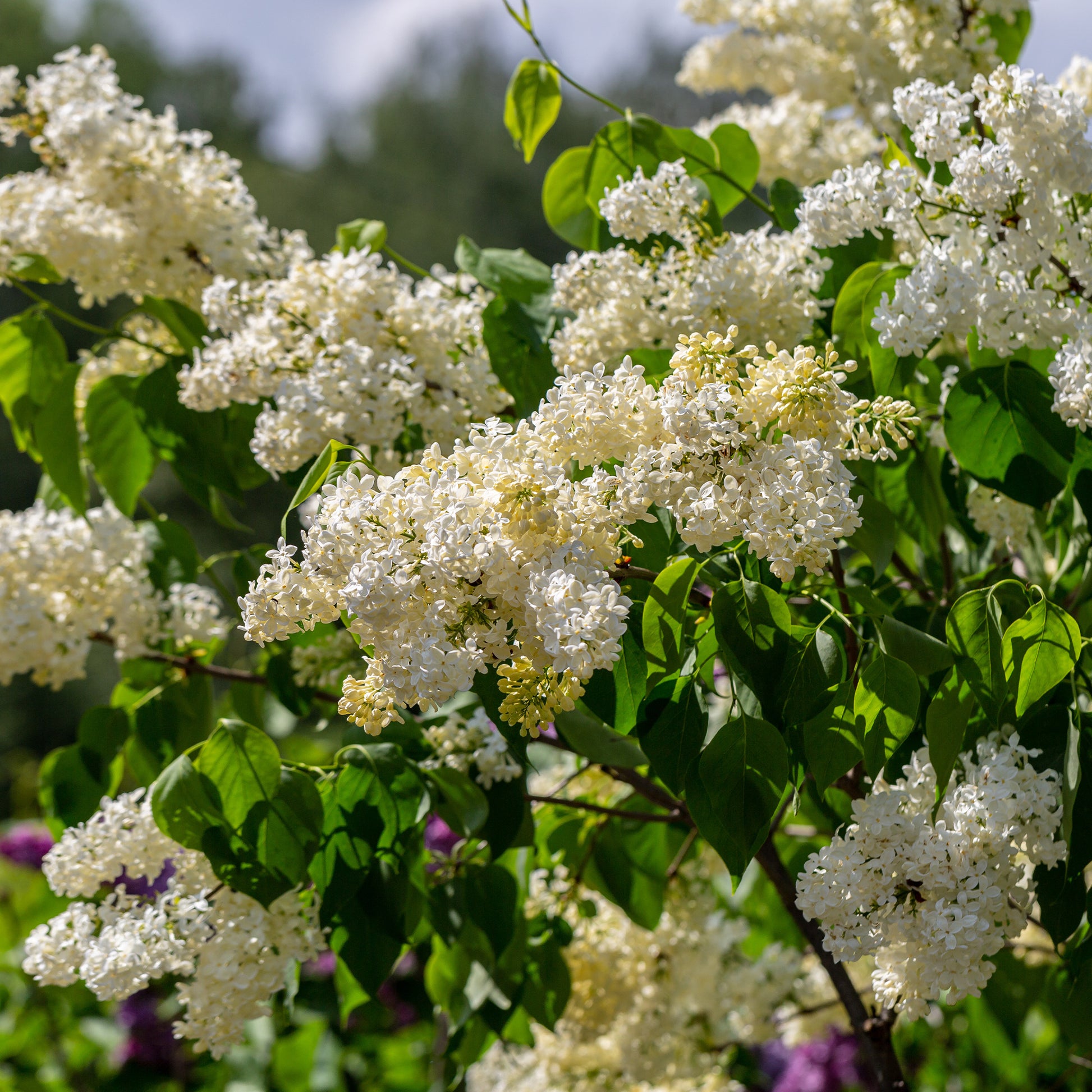 Gele Sering - Syringa vulgaris Primrose - Bakker