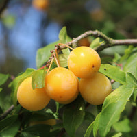 Pruimenboom 'Mirabelle de Nancy' - Prunus domestica Mirabelle de Nancy - Bakker