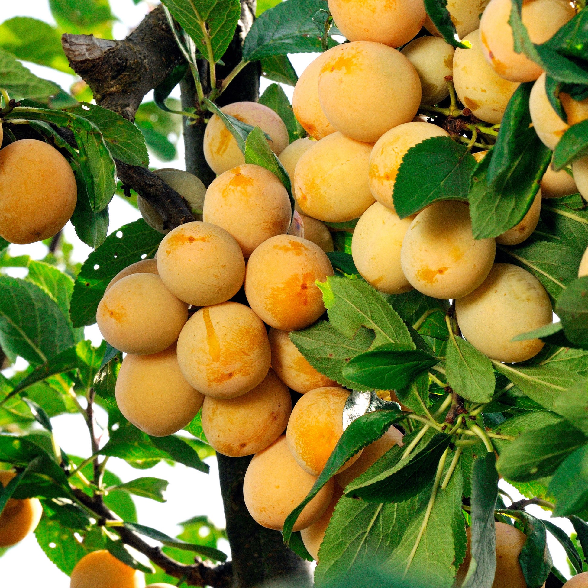 Pruimenboom 'Mirabelle de Nancy' - Pruimenbomen - Bakker