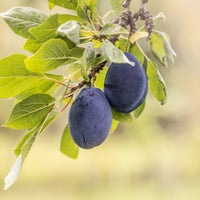 Verkoop Pruimenboom 'Quetsche d'Alsace' - Prunus domestica Quetsche d'Alsace