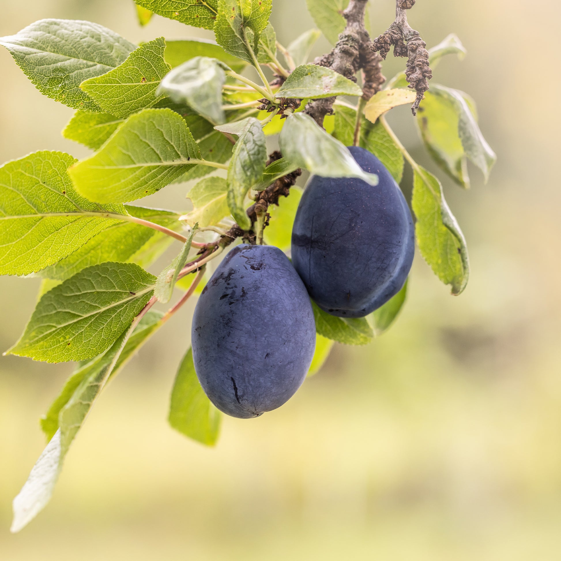 Verkoop Pruimenboom 'Quetsche d'Alsace' - Prunus domestica Quetsche d'Alsace