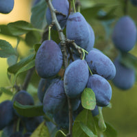 Pruimenbomen - Pruimenboom 'Quetsche d'Alsace' - Prunus domestica Quetsche d'Alsace