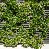 Toscaanse jasmijn - Trachelospermum jasminoides - Bakker