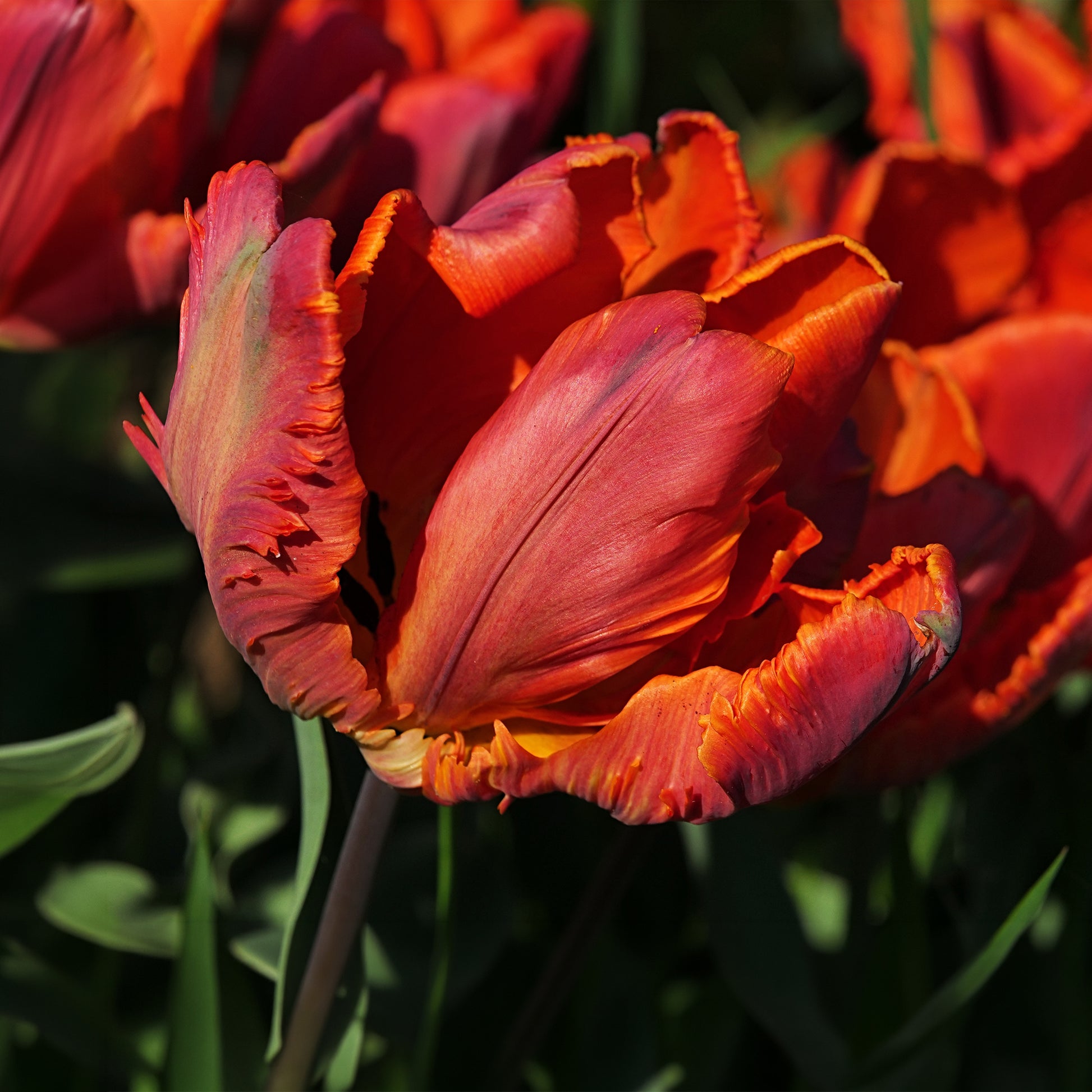 Parkiet Tulpen Blumex (x6) - Tulipa blumex - Bakker
