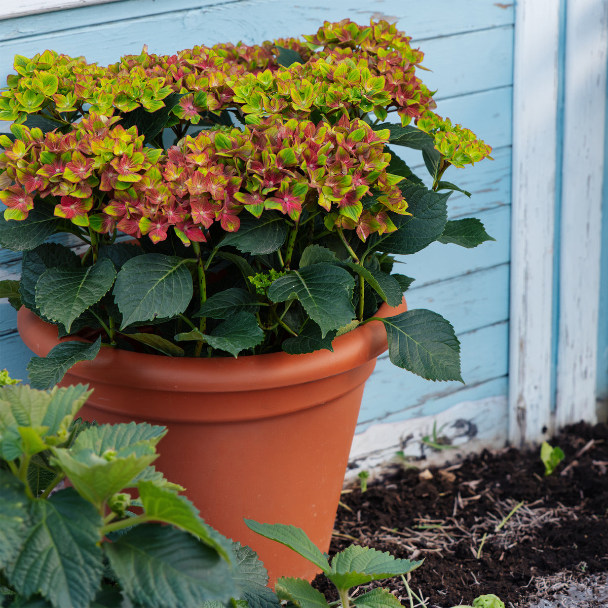 Boerenhortensia 'Saxon'®