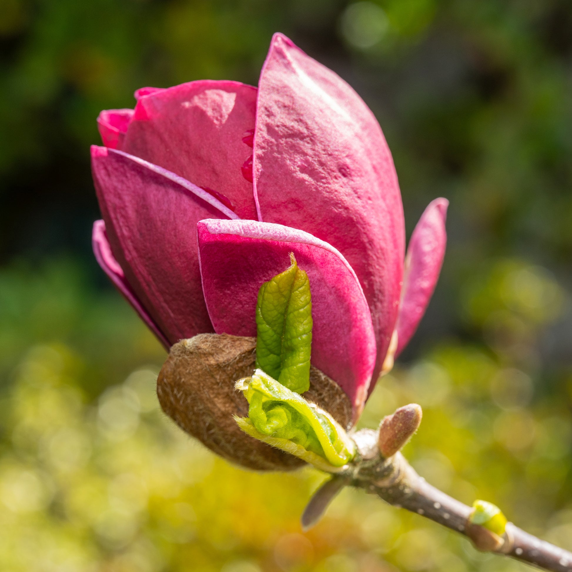 Magnolia 'Genie' - Bakker
