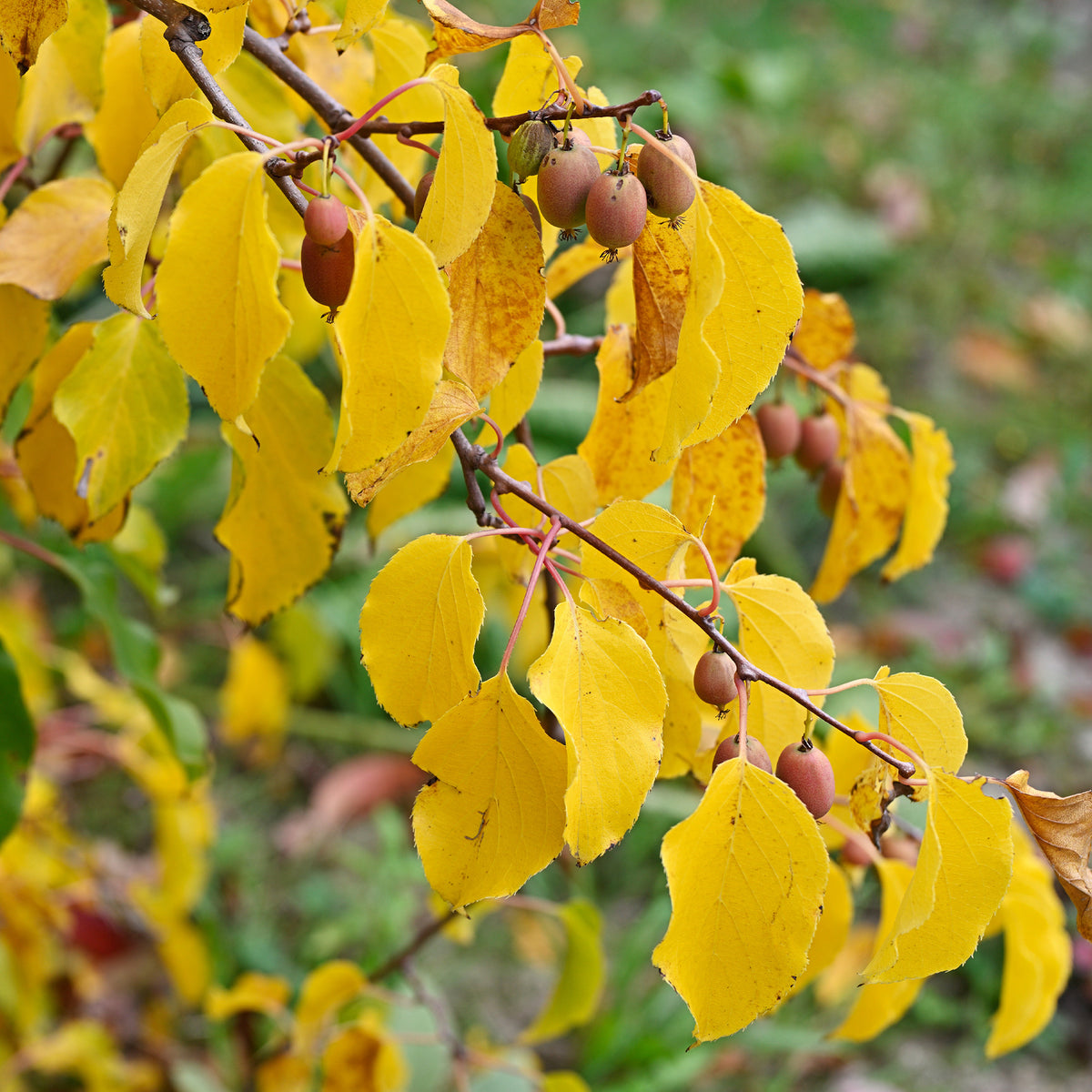 Actinidia arguta Weiki ® - Kiwi Mix (1x mannelijk + 1x vrouwelijk) - Kiwi