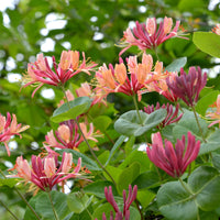 Kamperfoelie 'American Beauty' - Bakker