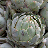 Artisjok 'Vert Vaulx Velin' - Cynara cardunculus vert vaulx velin - Bakker