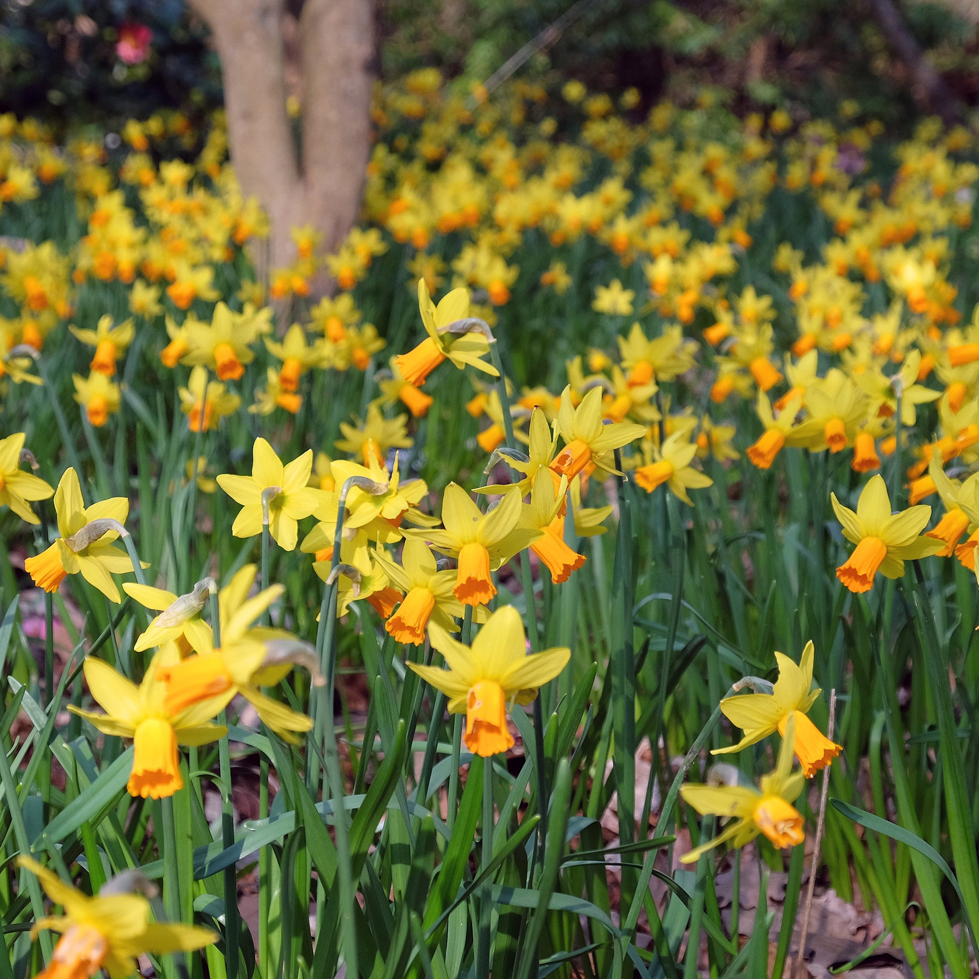 Narcis Jet Fire (x5) - Bakker