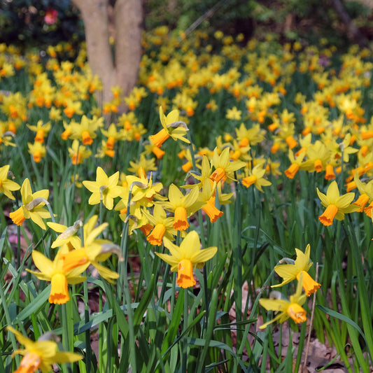 Narcis Jet Fire (x5) - Bakker