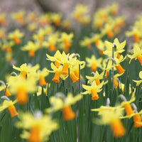 Narcissen - Narcis Jet Fire (x5) - Narcissus cyclamineus Jetfire