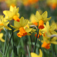 Narcis Jet Fire (x5) - Narcissus cyclamineus Jetfire - Bakker