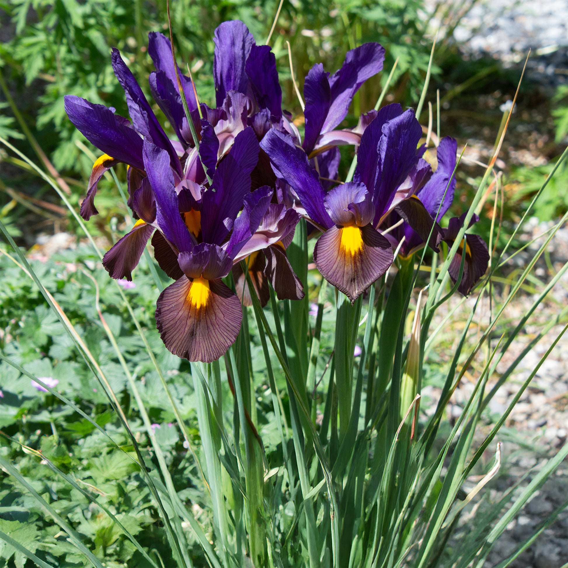 Iris hollandica tiger eyes - Iris 'Tiger Eyes' (x10) - Iris
