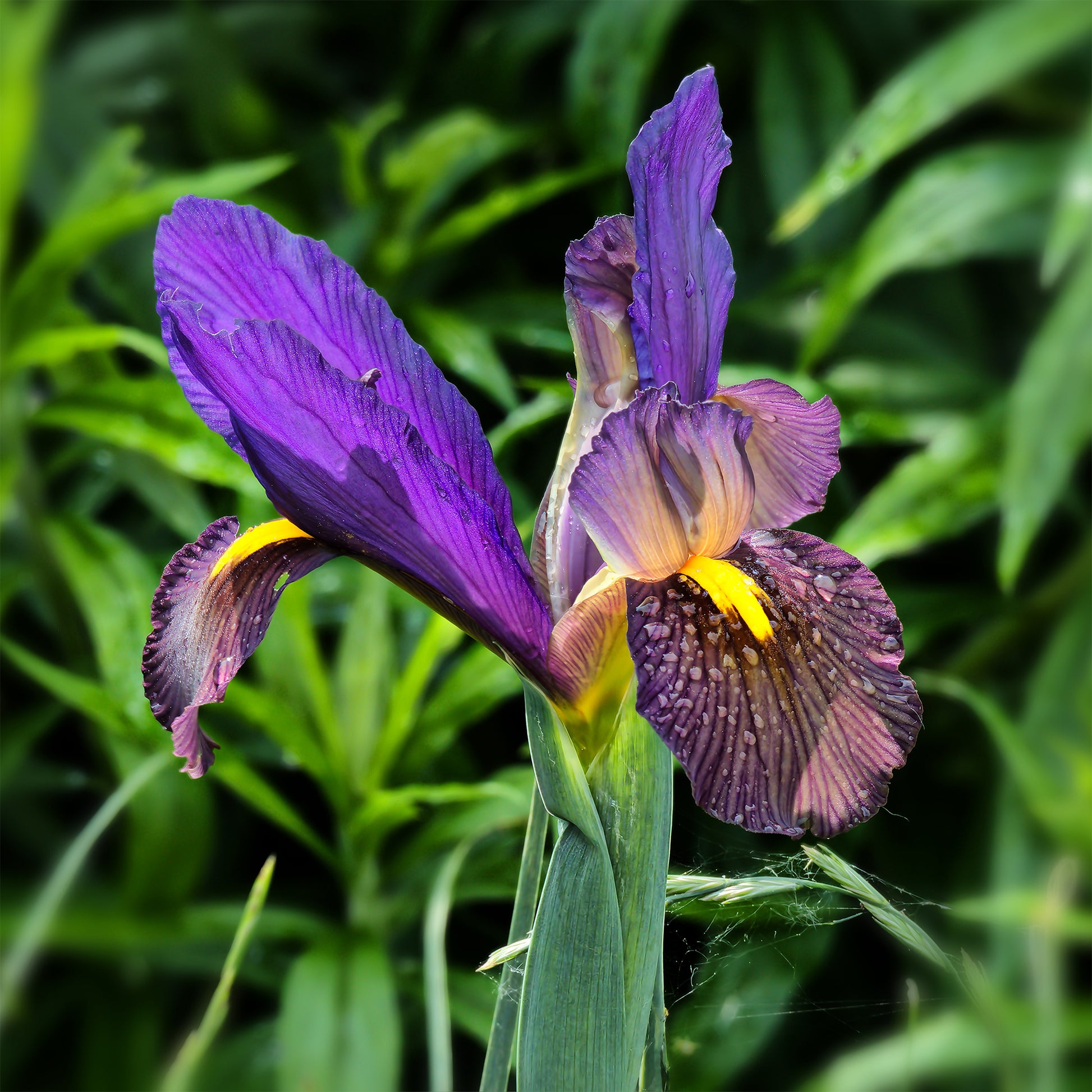 Iris 'Tiger Eyes' (x10) - Iris hollandica tiger eyes - Bakker