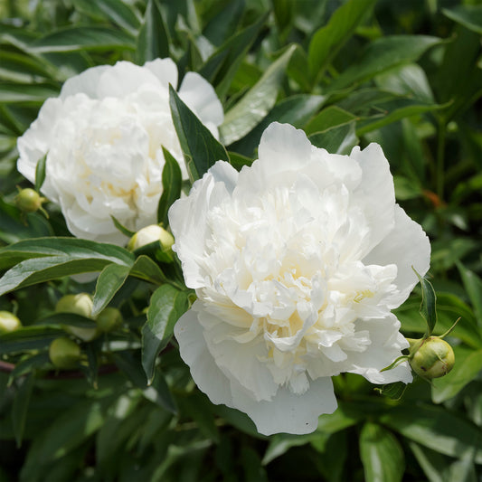 Pioenroos 'Duchesse de Nemours' - Bakker